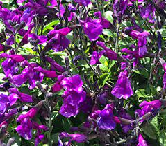 Salvia jamensis Ignition Purple 2lt